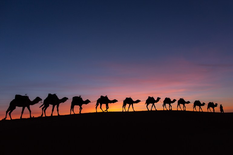 صور من التاريخ الإسلامي - قافلة جمال - تراث Silhouette of caravan in desert Sahara, Morocco with beautiful and colorful sunset in background